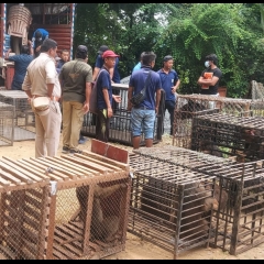 Aizawl Sahuan a rams