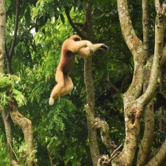 Aizawl Zoological Pa