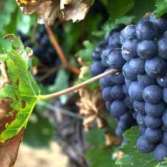 AMFU-in grape ching