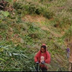 Assam laka harsatna
