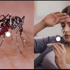 Dengue vei hmuh chhu
