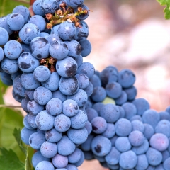 FEATURE : Grape Quov