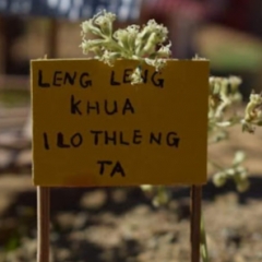 FEATURE - Khaw entaw