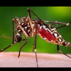 Kuminah dengue vanga