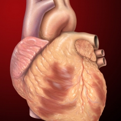 Lung vùng hi engtia