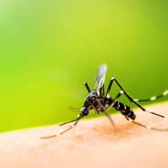 Malaria vangin kumin