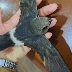 MURVA, DARANG LEN TA