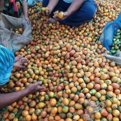 Myanmar kuhva tawlh