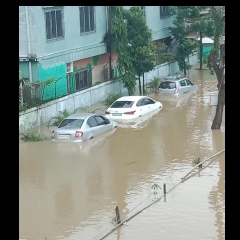 Silchar tuilian vang