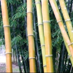 Mizoram sawrkarin th