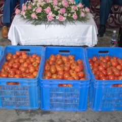 Tualte thalai Tomato