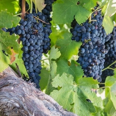 Wine siam phalna tih